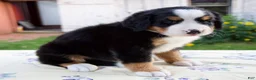 Bernese Mountain Dog dogs for sale: Suzy - Ad 5