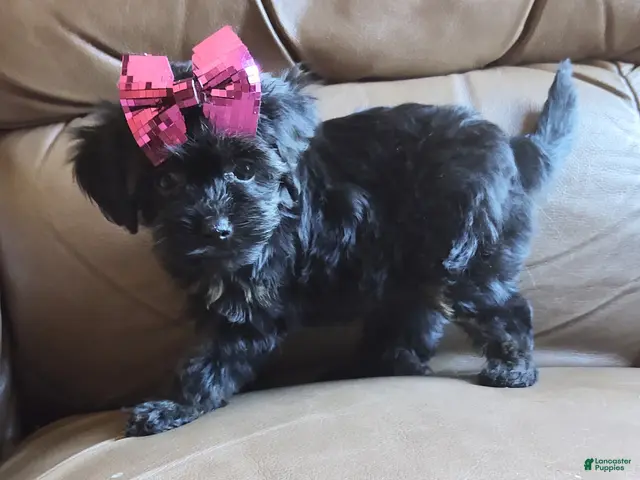 Yorkiepoo dogs Razzberry - Ad 1