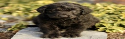 Labradoodle dogs for sale: Max  - Ad 2