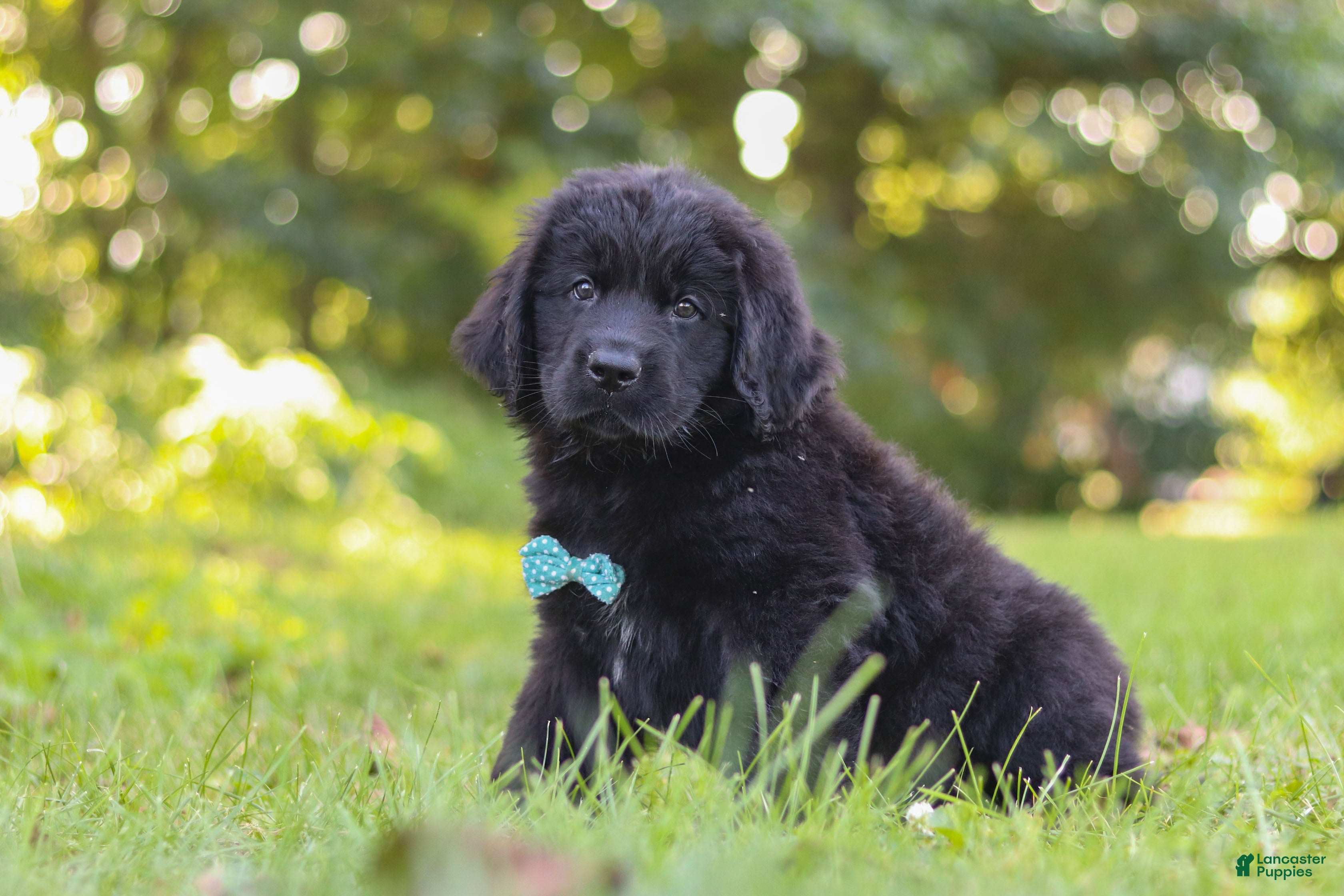 Newfoundland dogs Harvey - Ad 2