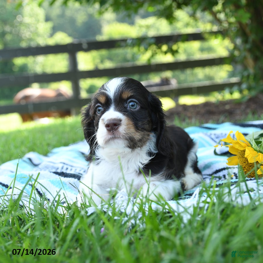 English Cocker Spaniel dogs Nutmeg - Ad 2