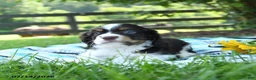 English Cocker Spaniel dogs for sale: Nutmeg - Ad 2