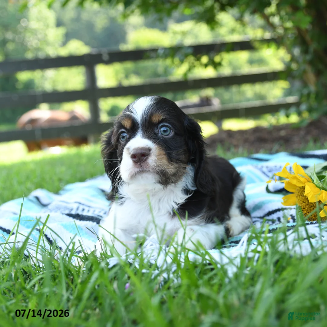 English Cocker Spaniel dogs for sale: Nutmeg - Ad 2