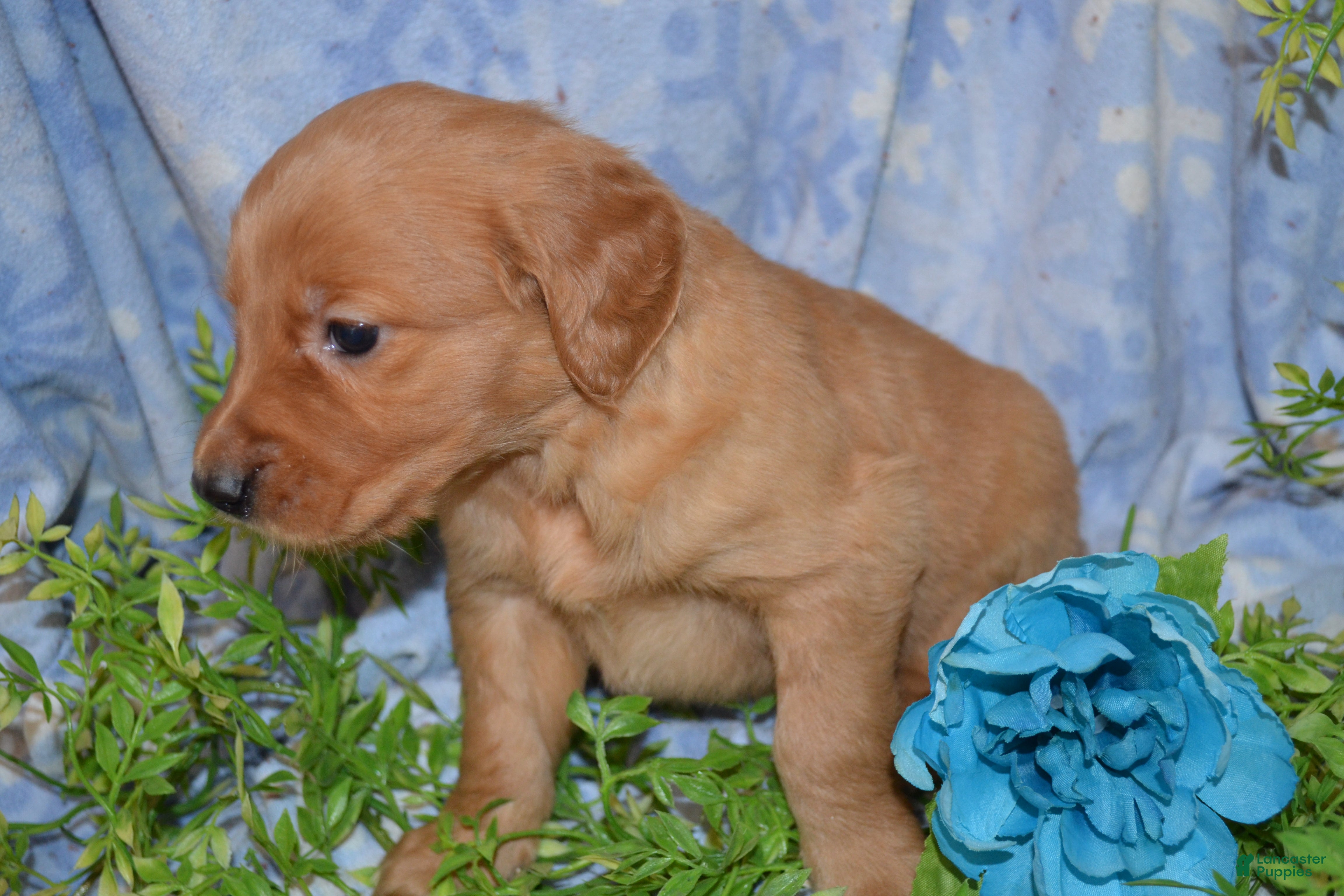 Golden Retriever dogs Ajax - Ad 12