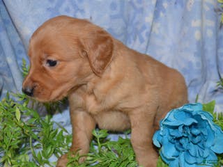 Golden Retriever dogs Ajax - Ad 12