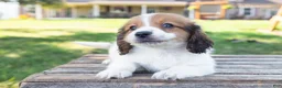 Miniature Dachshund dogs for sale: Hobbes - Ad 3
