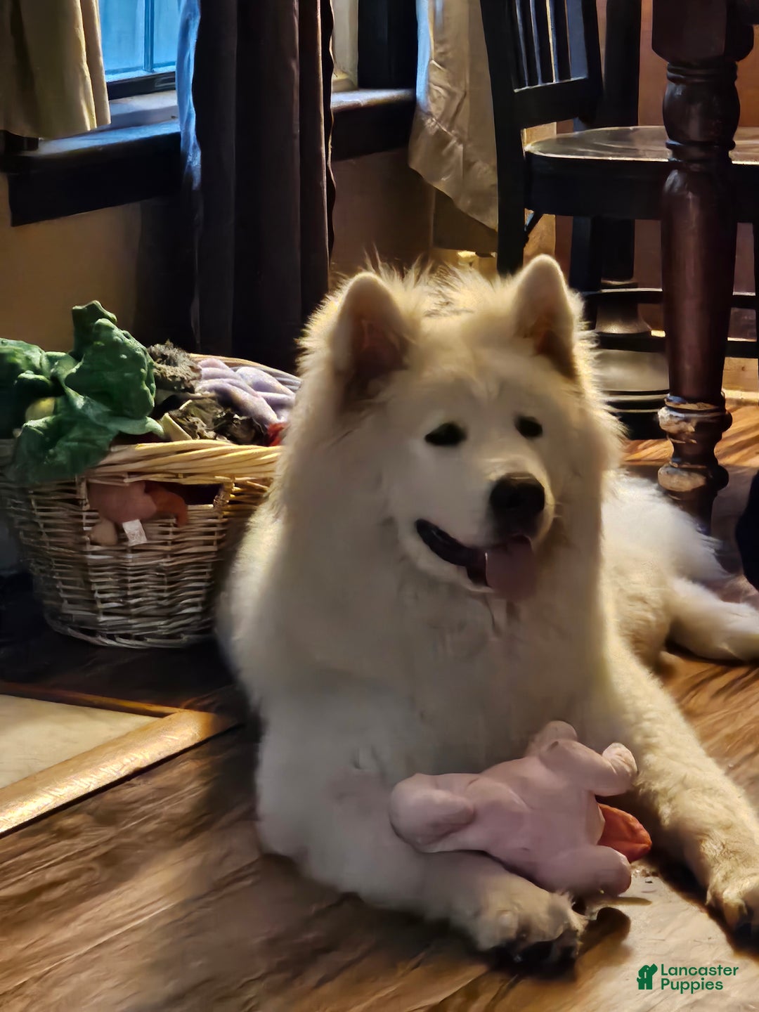 Akita dogs for sale: Troy - Ad 10