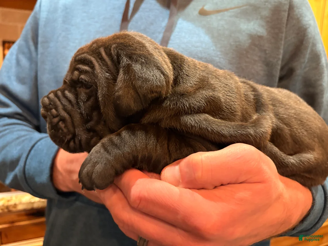 Cane Corso dogs for sale: Green boy - Ad 11