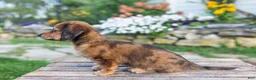 Miniature Dachshund dogs for sale: Birdie - Ad 4
