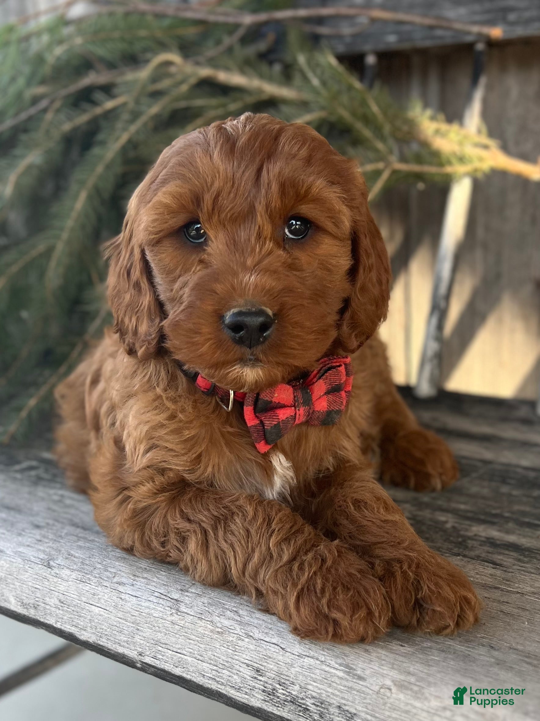 Irish Doodle dogs Maggie - Ad 15