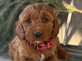 Irish Doodle dogs Maggie - Ad 4