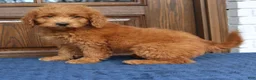 Mini Goldendoodle dogs for sale: Bessie  - Ad 3