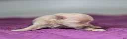 Maltipoo dogs for sale: Nacho Maltipoo Puppy  - Ad 9