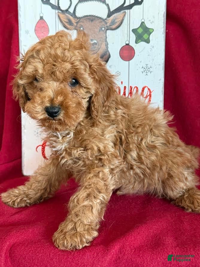 Miniature Poodle dogs Jackson - Ad 21