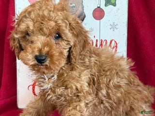 Miniature Poodle dogs Jackson - Ad 21
