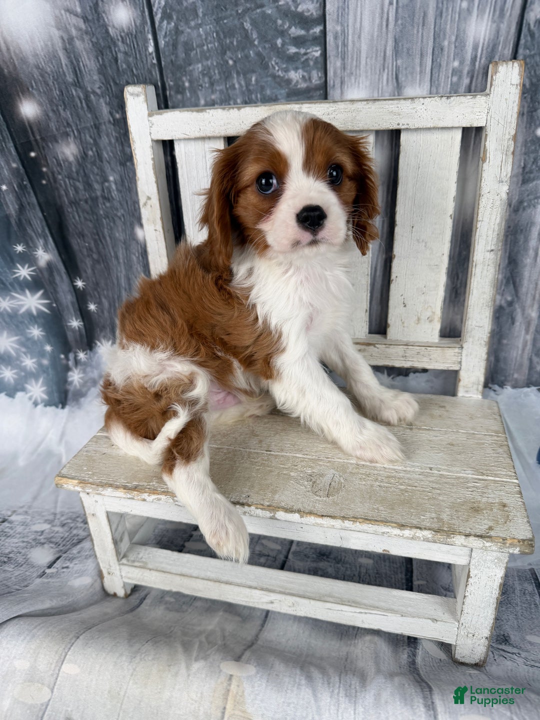Cavalier King Charles Spaniel dogs for sale: Slash - Ad 7
