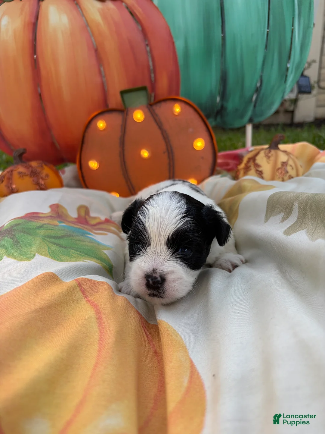 Mixed Breed dogs for sale: Mixed Breed 1 - Ad 1