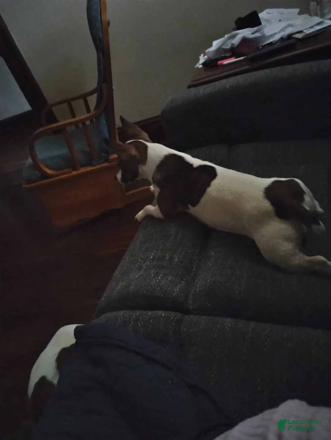 Gallery Image {{count}}