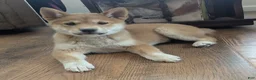 Shiba Inu dogs for sale: Tassy - Ad 4