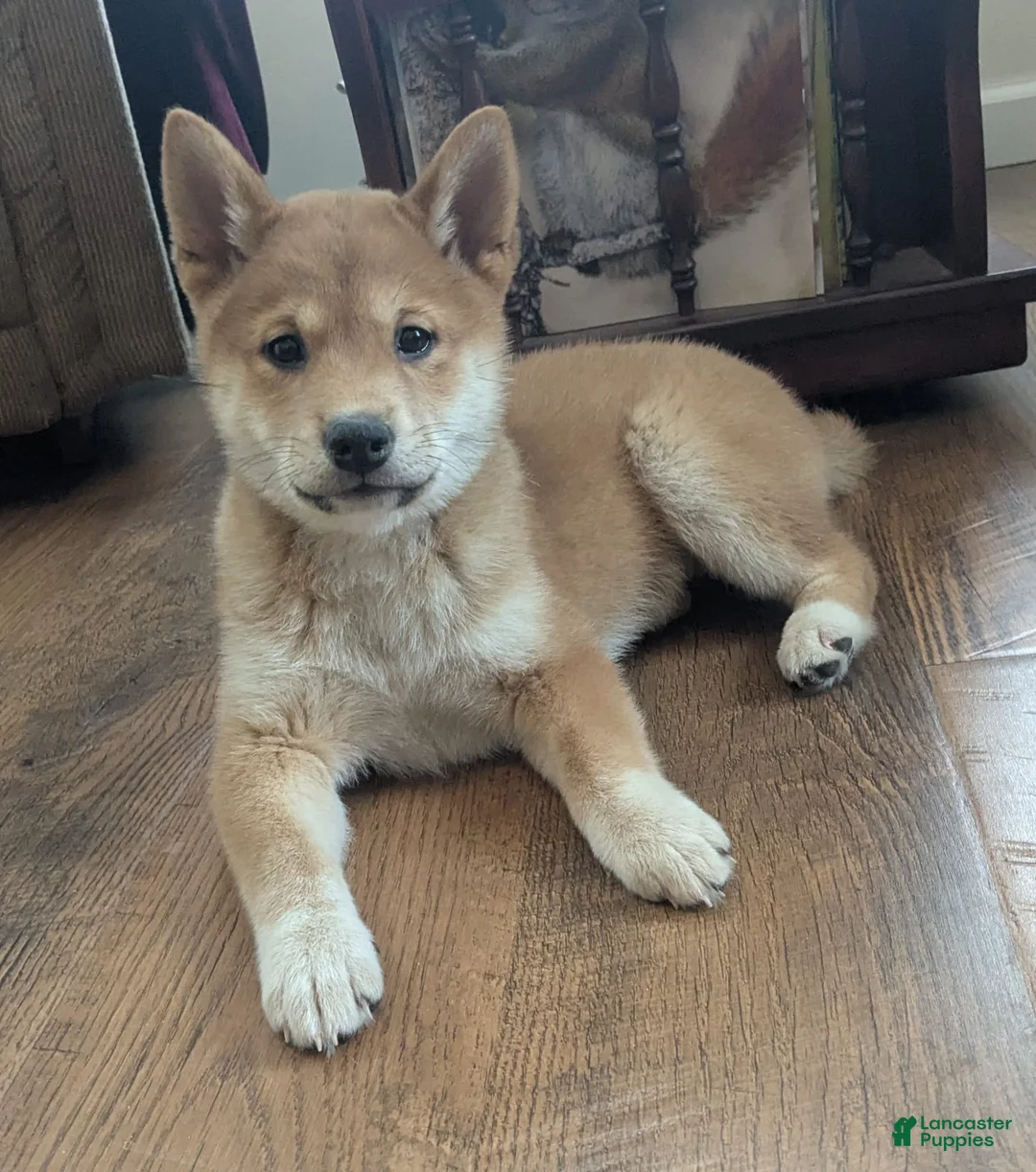 Shiba Inu dogs for sale: Tassy - Ad 4