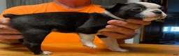 Boston Terrier dogs for sale: Boston Terrier 5 - Henry  - Ad 3