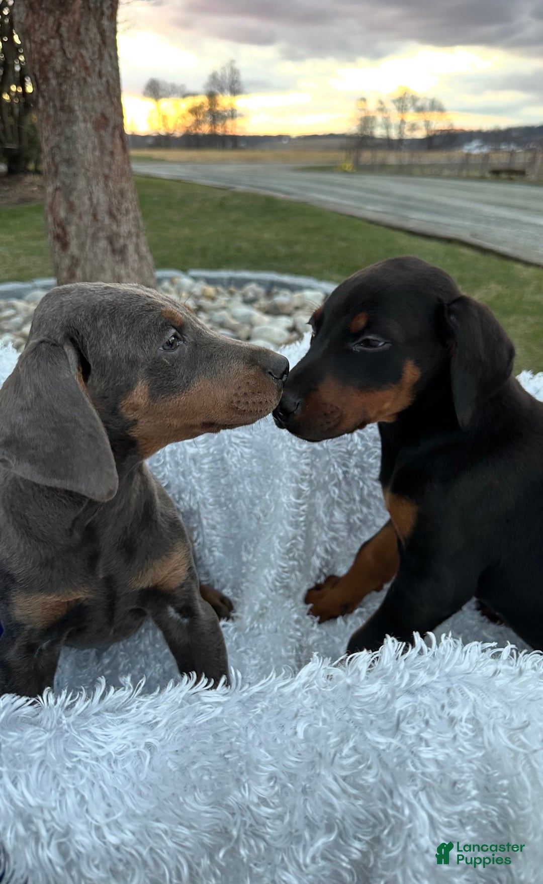 Doberman Pinscher dogs for sale: Akc Doberman Pinscher Blue Valentine - Ad 9