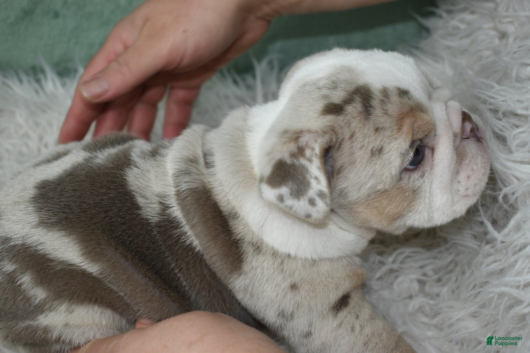 English Bulldog dogs for sale: Annabella  - Ad 6