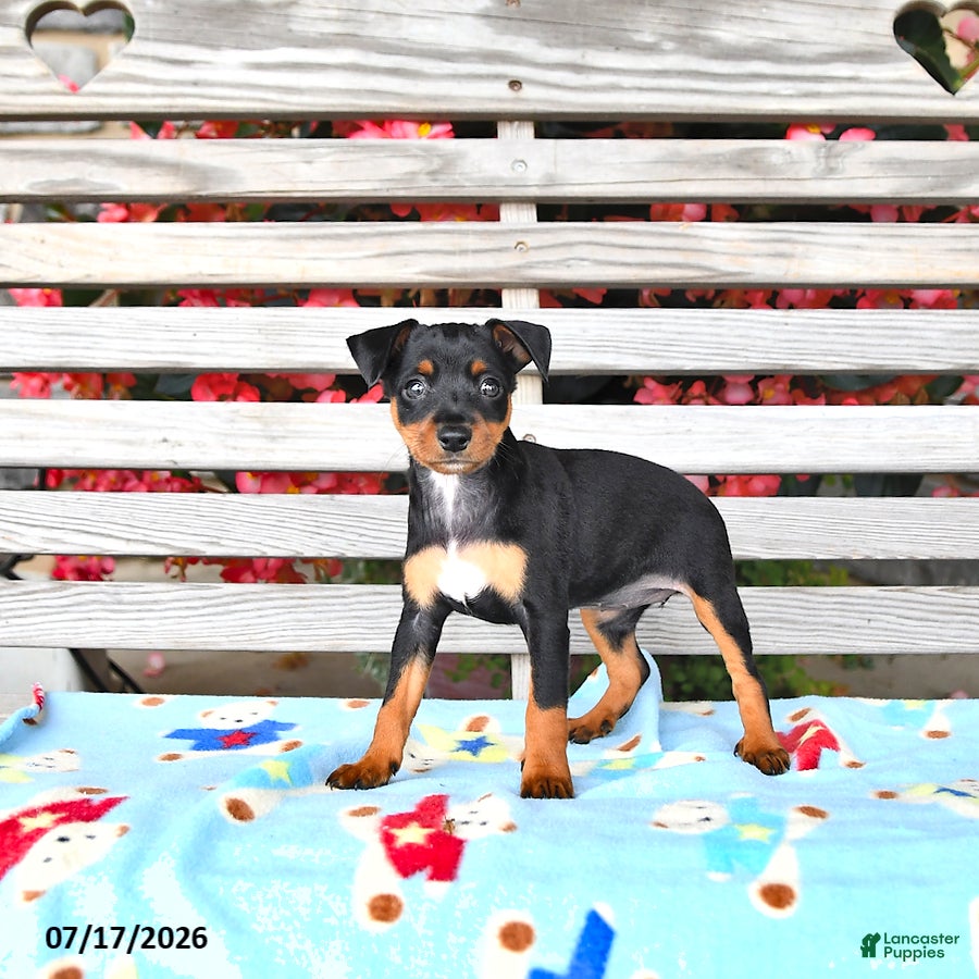 Miniature Pinscher dogs Judy - Ad 2