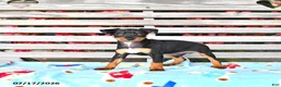 Miniature Pinscher dogs for sale: Judy - Ad 2