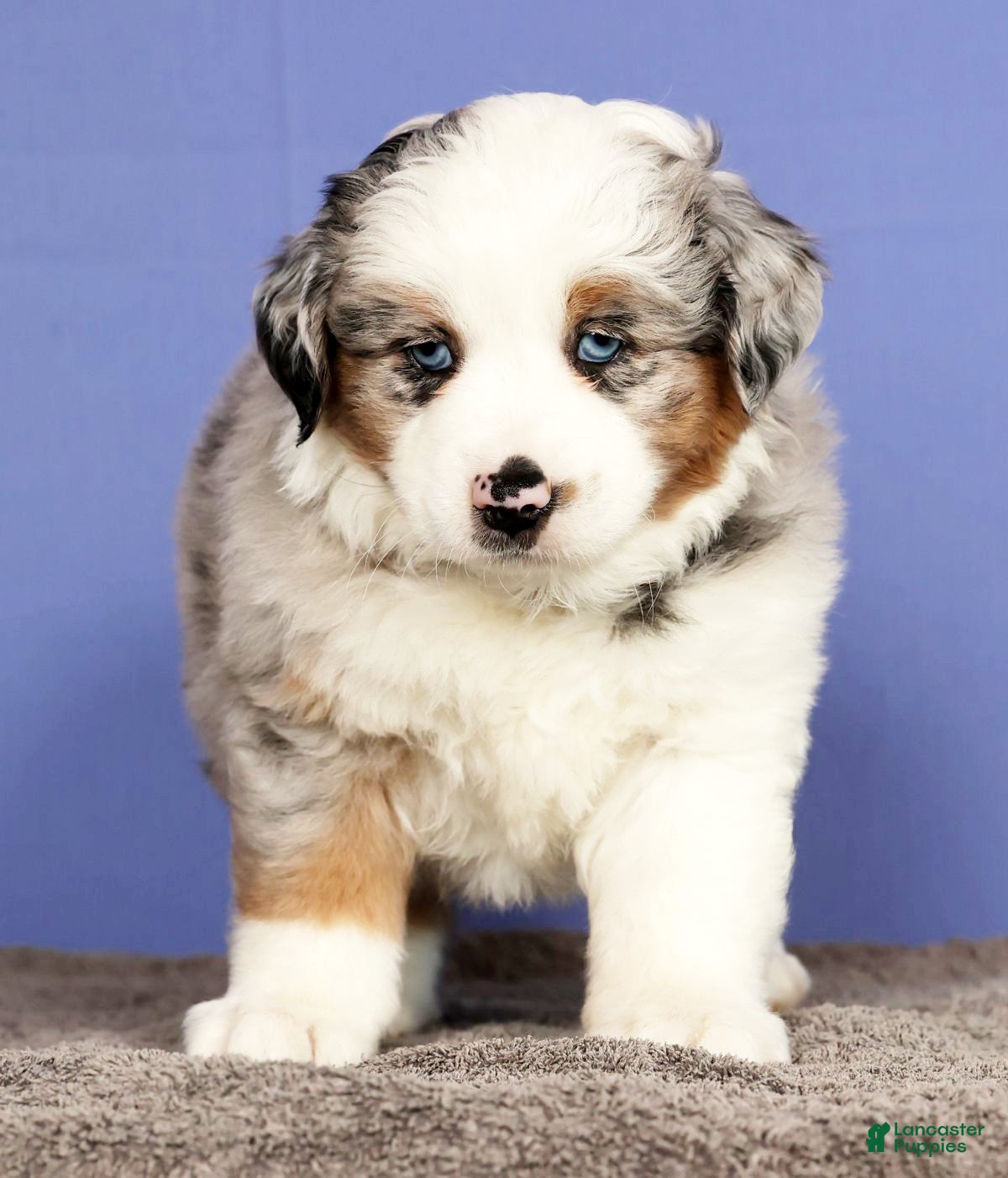 Miniature Australian Shepherd dogs Joey - Ad 2