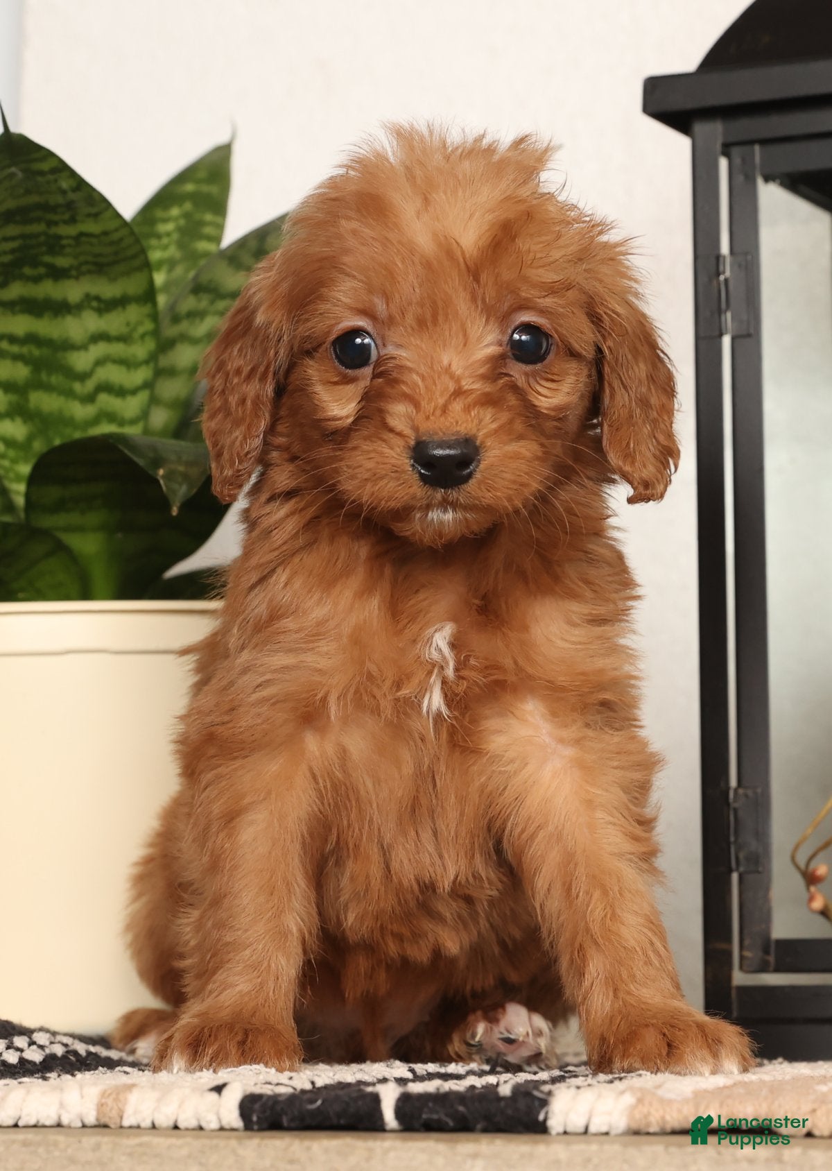 Mini Goldendoodle dogs Shelly - Ad 6