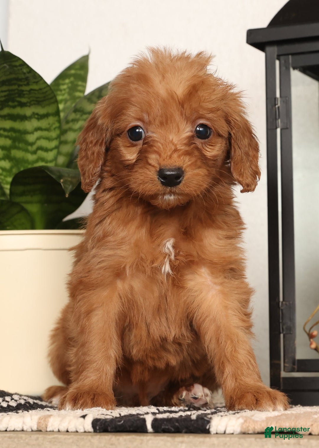 Mini Goldendoodle dogs for sale: Shelly - Ad 1