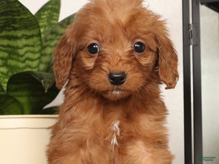 Mini Goldendoodle dogs Shelly - Ad 7
