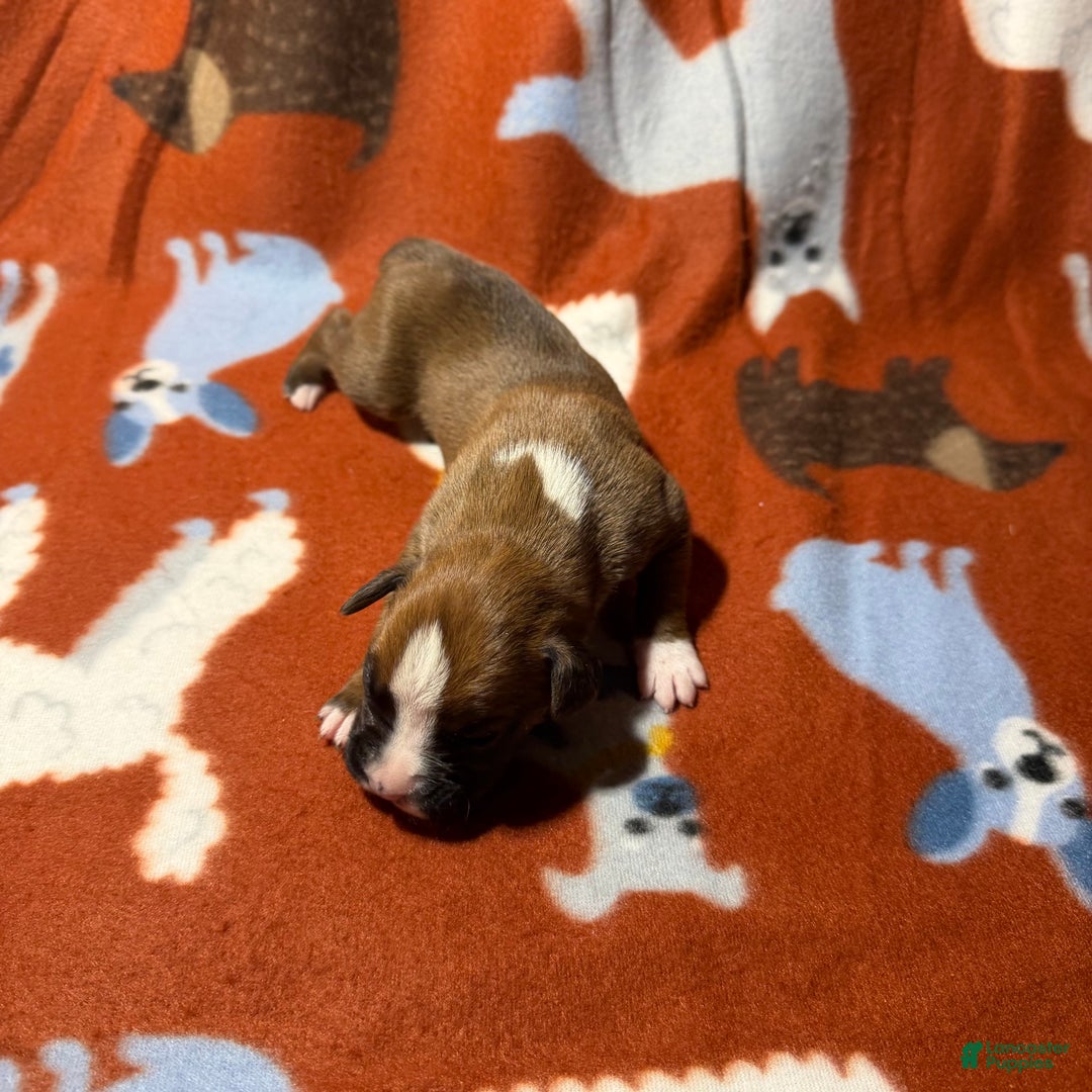 Boxer dogs for sale: Ginger - Ad 2