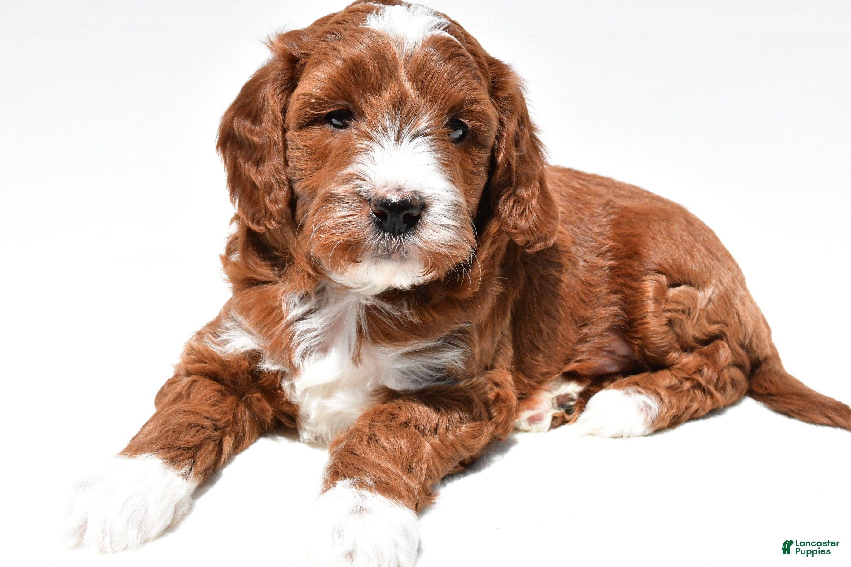 Mini Goldendoodle dogs Ace - Ad 1