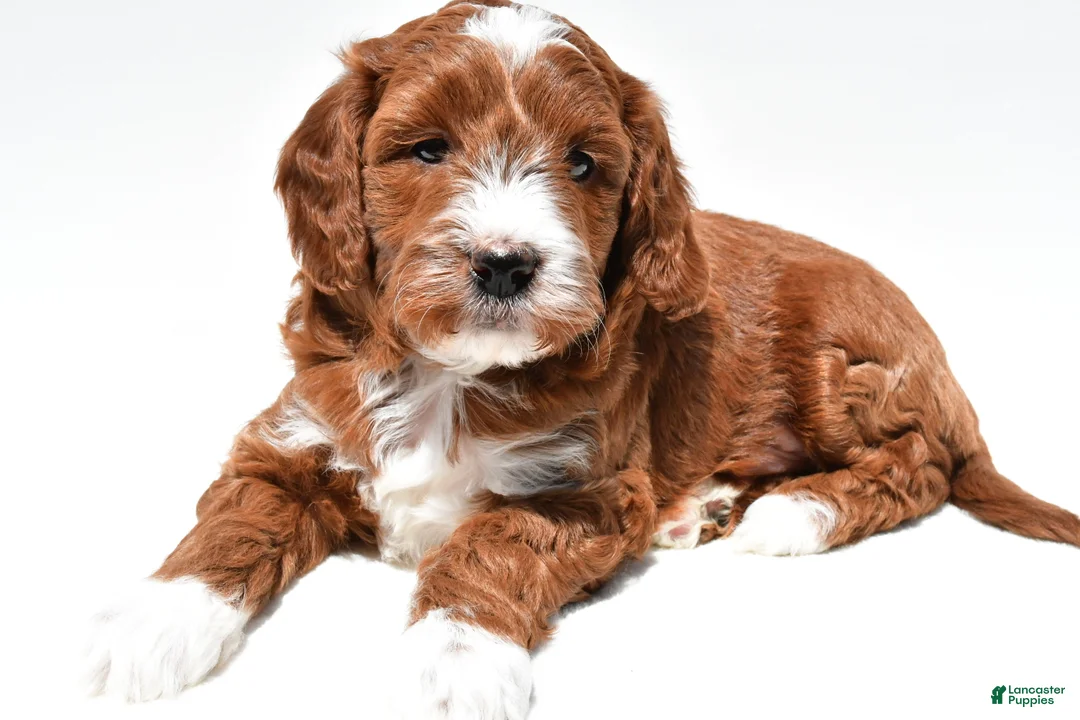 Mini Goldendoodle dogs for sale: Ace - Ad 1