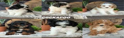 Cockapoo dogs for sale: Heath - Ad 17