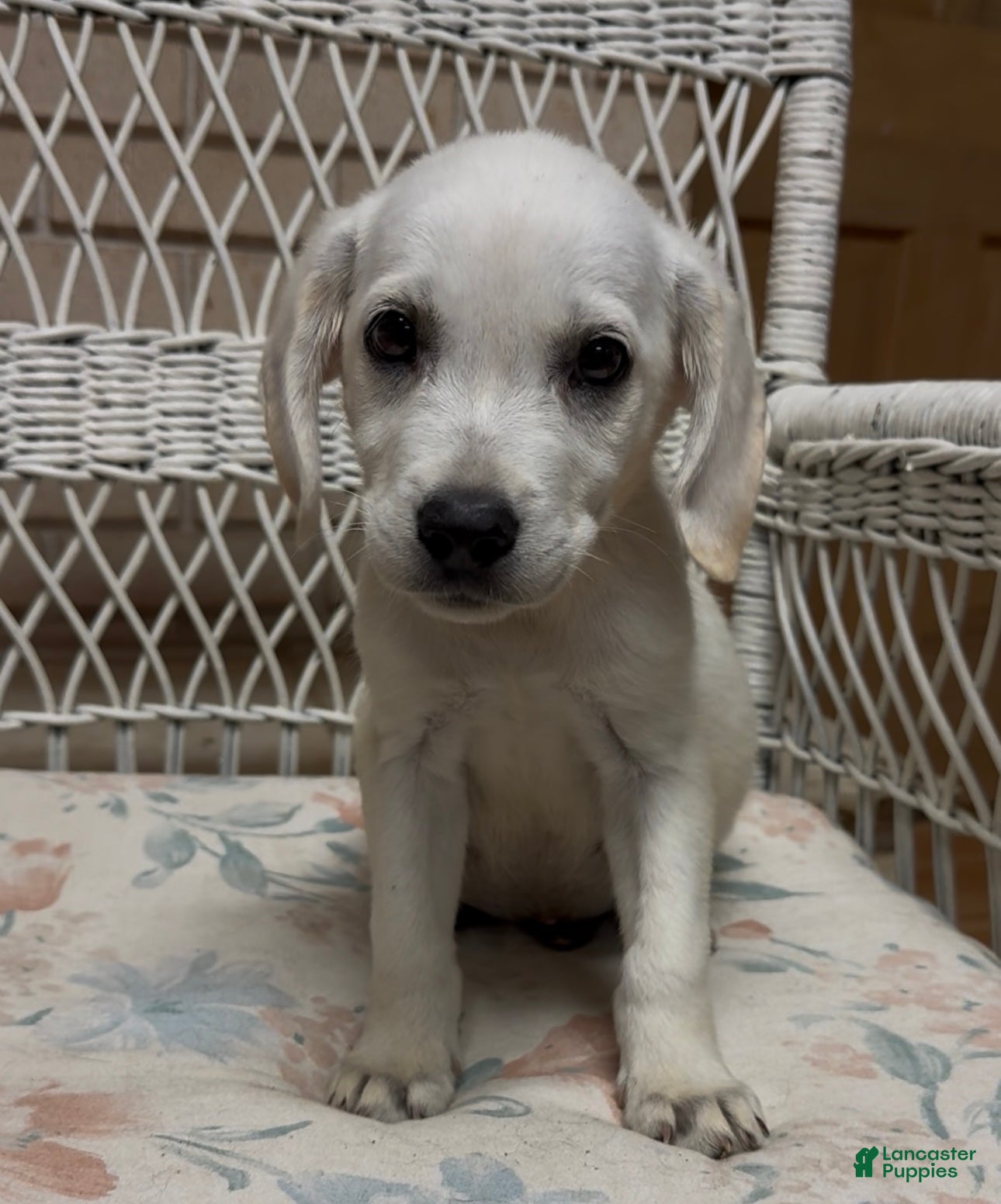 Labrador Retriever dogs for sale: Labrador Retriever Jackie - Ad 29