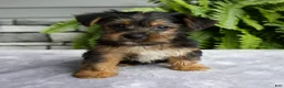 Yorkshire Terrier dogs for sale: Kendra - Ad 5