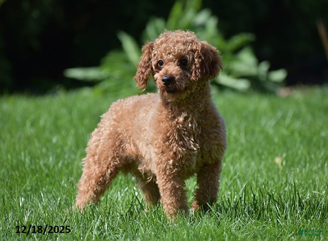 Miniature Poodle dogs for sale: Kalyn - Ad 5