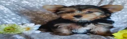 Yorkshire Terrier dogs for sale: Jacqueline - Ad 3