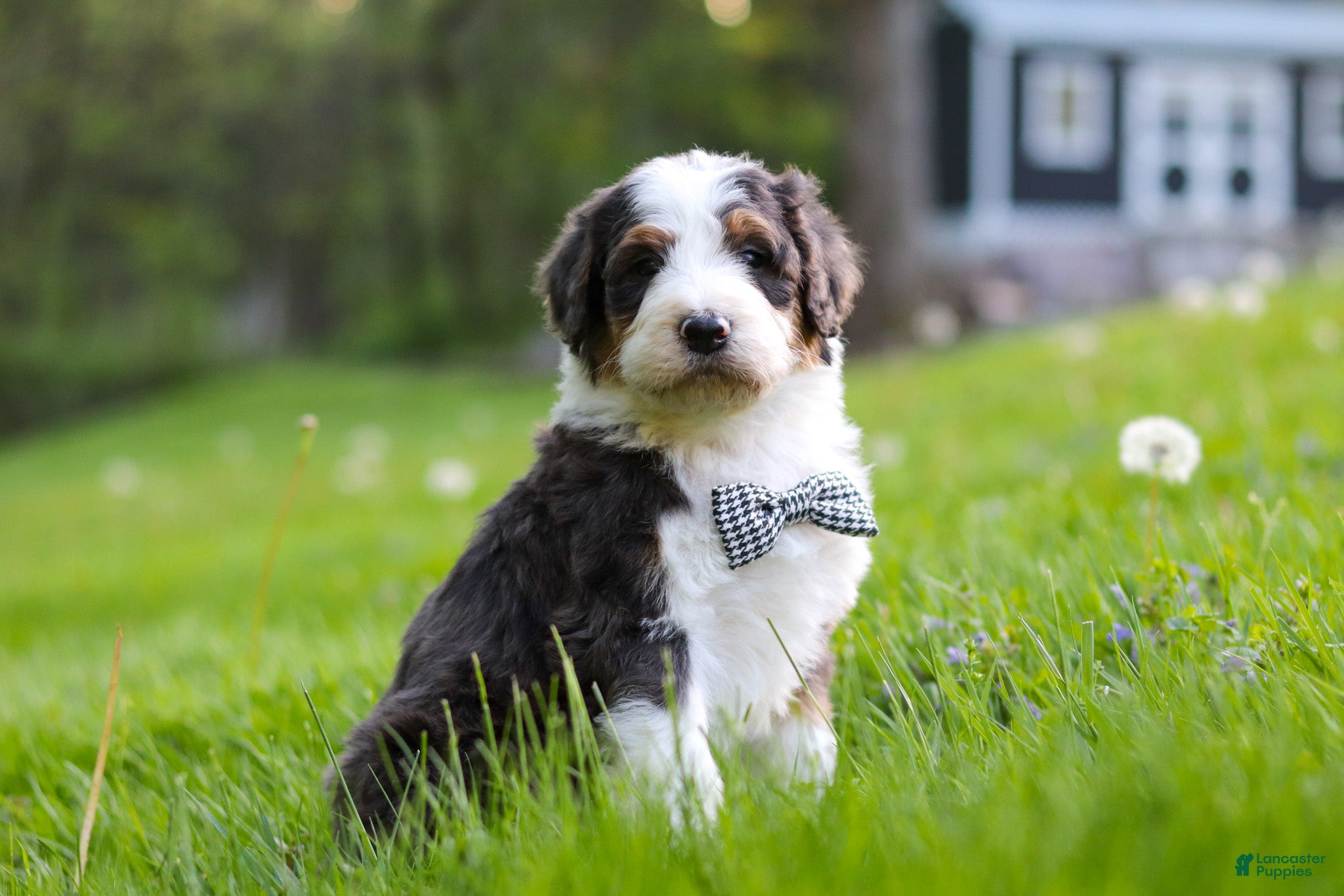 Bernedoodle dogs for sale: Rockey - Ad 3