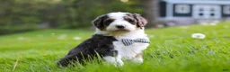 Bernedoodle dogs for sale: Rockey - Ad 1