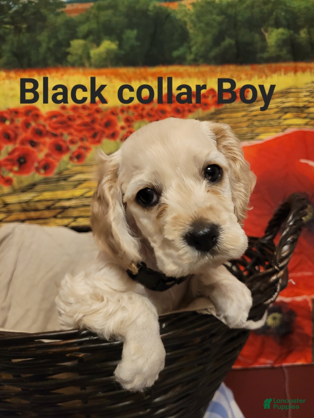 Cockapoo dogs for sale: Black Boy  - Ad 4