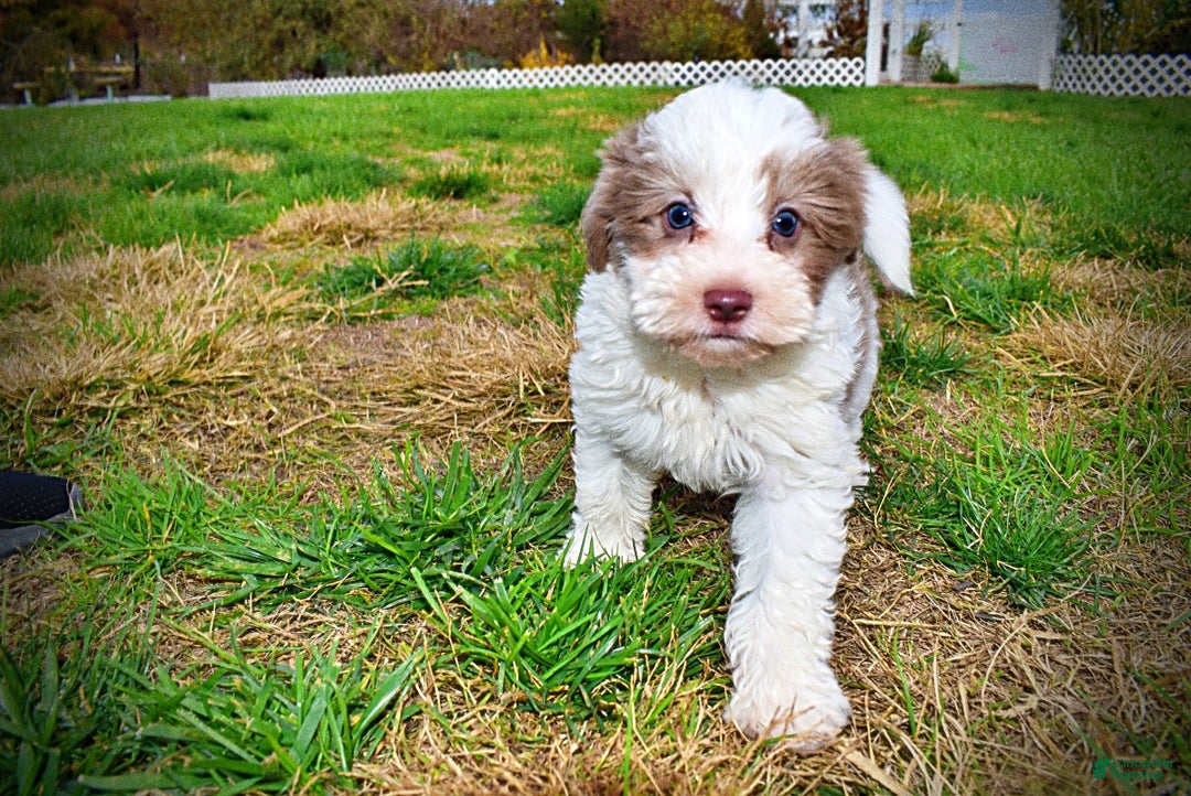 Havapoo dogs for sale: Nabisco - Ad 27