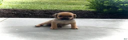 Puggle dogs for sale: Puggle 6 - Ad 5