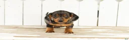 Miniature Dachshund dogs for sale: Bruno  - Ad 3