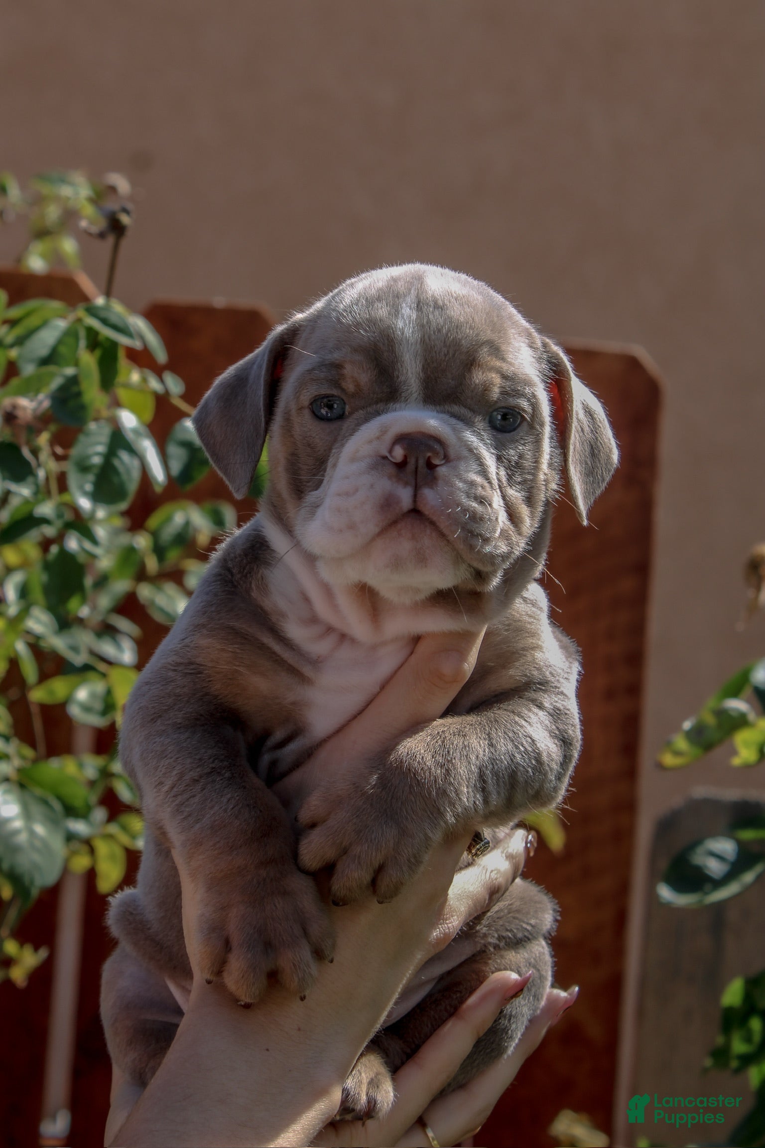 English Bulldog dogs English Bulldog 2 - Ad 2