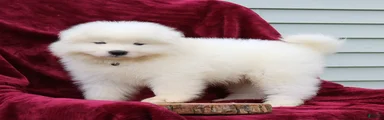 Ava