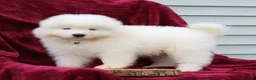 Samoyed dogs for sale: Ava - Ad 1